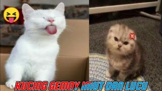 IMUTNYA Kucingkucing gemoy mungil tingkahnya lucu banget bikin ketagihan 😁 Funny animals video [upl. by Belsky]