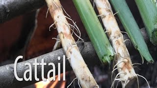 Survival Food  Cattail [upl. by Enaht933]