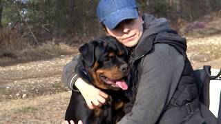 Rottweilers puppies 7 months oldEXTREME STRONG BONES [upl. by Chaing2]