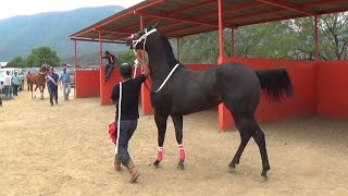 CARRERAS DE CABALLOS Futurity LA CAMELIA [upl. by Nhojleahcim449]