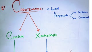 Carotenoids class 11Types of carotenoidsCarotenes and XanthophyllPhotosynthetic pigments class 11 [upl. by Marco]