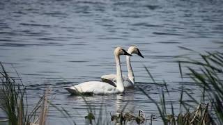 Trumpeter Swans at Horicon Marsh [upl. by Rosita]