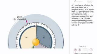 P53 animation  tumor supressor gene animation [upl. by Eneleuqcaj]