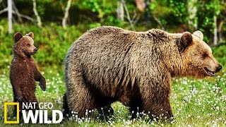 Les ours brun en Alaska [upl. by Lucho622]