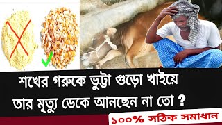 শখের গরুকে ভুট্টা গুড়ো খাইয়ে তার মৃত্যু ডেকে আনছেন না তো   ১০০ সঠিক সমাধান  ANIMAL HEALTH CARE [upl. by Akeenat101]