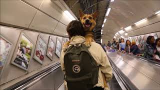 Dogs must be carried  London tube escalator ride with a large dog [upl. by Dona]