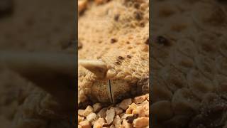 AMAZING Desert Viper BURROWS in Sand satisfying [upl. by Einotna]