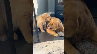 Canine Chaos and Feline Fun Life with 2 Dogs and 1 Cat youtubeshorts viralvideo doglover cat [upl. by Ordisy447]