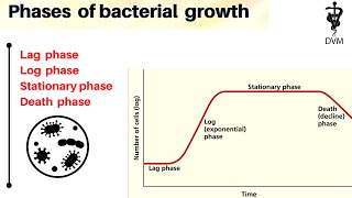 Phases of bacterial growth  Bacterial growth curve  microbiology [upl. by Lillywhite]