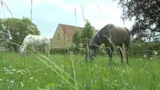 Video Bent Branderup Pferde auf wwwBodenarbeitOnlinede [upl. by Reagan]