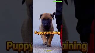 🔥 Fast forward from 1 month to five month ❤️dog malinoisk9trainer belgiummalinois dogtraining [upl. by Jestude]