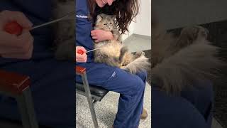 Cat gets its knee reflex checked [upl. by Thorsten]