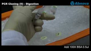 PCR Cloning II Digestion [upl. by Atinob]