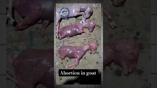 Abortion premature goat baby 😢 goat babygoats goatdelivery goattreatment goatfarming shorts [upl. by Dnalon]