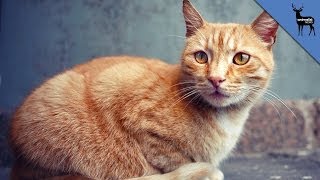 How Feral Cats Can Help You [upl. by Aynatal]