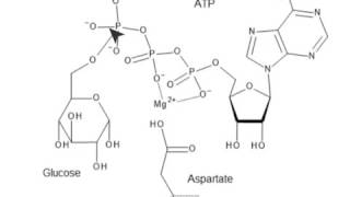 CHEM 407  Glycolysis  1  Hexokinase Mechanism [upl. by Clarette]