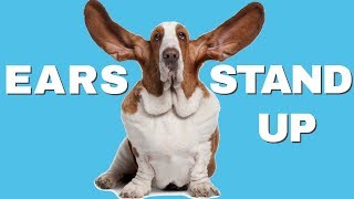 This Sound Compilation Will Make Dogs Ears STAND UP [upl. by Blatman640]