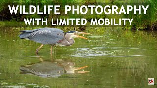 Wildlife Photography with Limited Mobility Using Gitzo Systematic Tripod and Fluid Gimbal Head [upl. by Becca]