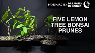 Five Lemon Tree Bonsai Update amp Prunes June 2024 [upl. by Dusa852]