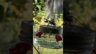 Praying Mantis Hunting Hummingbirds [upl. by Hally]