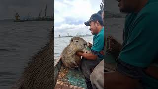 Amazon Fishermen Rescue a CapybaraCapybaraRescue AmazonRiver WildlifeRescue Capybara [upl. by Steve]