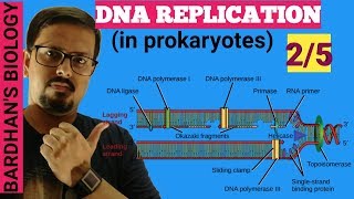 DNA REPLICATION in prokaryotes in HINDI 25 [upl. by Eelyrag]