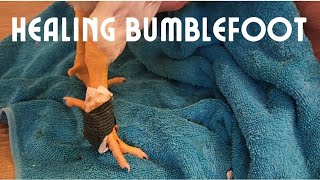 Healing A Mild Case Of Bumblefoot [upl. by Dosh]