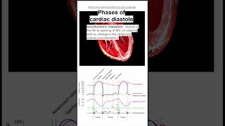 Phases of cardiac diastole [upl. by Marcela531]