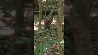 RARE PADEMELON IN AUSTRALIAN JUNGLE forest animals explore [upl. by Ydnarb]