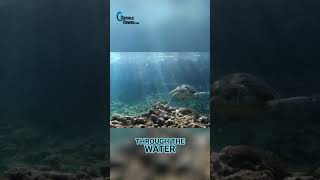 Snorkeling 3 Tables Beach Discover Oahus Underwater Paradise [upl. by Vance]