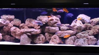 African Cichlid Aquarium  135 Gallon Rock Reef Mbuna Tank Setup [upl. by Yllrebmik88]