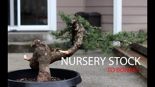 Nursery to Bonsai  Deodar Cedar Cedrus Deodara [upl. by Deerc]