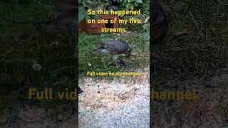 Sparrowhawk kills and eats starling LIVE wildlife [upl. by Aned]