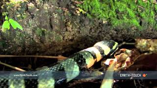 Deadly sea snake slithers onto land [upl. by Pricilla494]