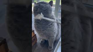 Franny and the back scratcher 😂❤️ cat cats catvideos catshorts [upl. by Sopher463]