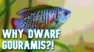 Get a Dwarf Gourami 5 Reasons Why [upl. by Denise306]