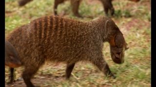 Deadly Mongoose Battle  BBC Earth [upl. by Sadnak]