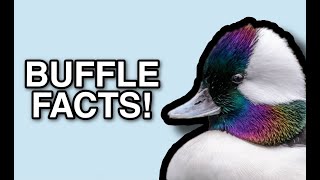 Bufflehead Facts [upl. by Mchale]