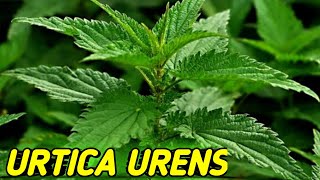 URTICA URENS homeopathic medicine full information urticaria HAH [upl. by Adekahs624]