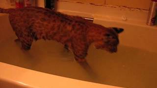 bobcat taking a bath and growling at the drain [upl. by Dace]