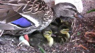 Newly Hatched Ducklings [upl. by Idonna]