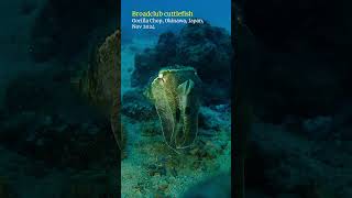 Cuttlefish okinawa scubadiving [upl. by Harle]