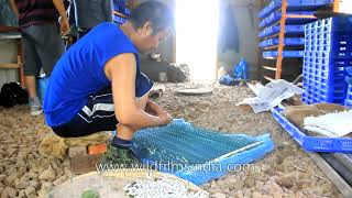 How Silk is made  Silk worm farming in India  cruel practice against Bombyx Mori silk moth [upl. by Vernier]