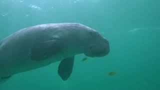 Dugong Dugong dugon swimming underwater Coron Island Phillipines [upl. by Asa620]