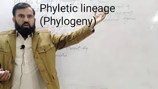 phyletic lineage phylogeny Ontogeny [upl. by Damour208]