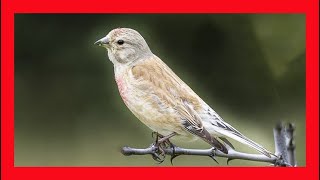 Eurasian Linnet Song Eurasian Linnet Call Eurasian Linnet Sound Eurasian Linnet Singing [upl. by Shapiro]