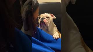 Bulldog Apologizes To Girl For Chewing Her Slipper [upl. by Najed]