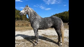 Gray Dappled Rocky Mountain Horse For Sale [upl. by Nnaycart]