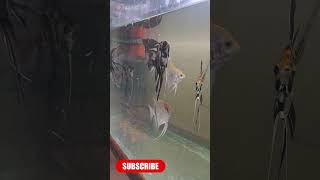 Angel And Arowana Fish shorts shorts Aquarium Lovers Pune [upl. by Gregorius]