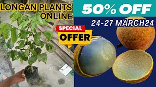 Longan fruits plants grafted  Nursery walla  best online fruit plant nursery [upl. by Fatima]